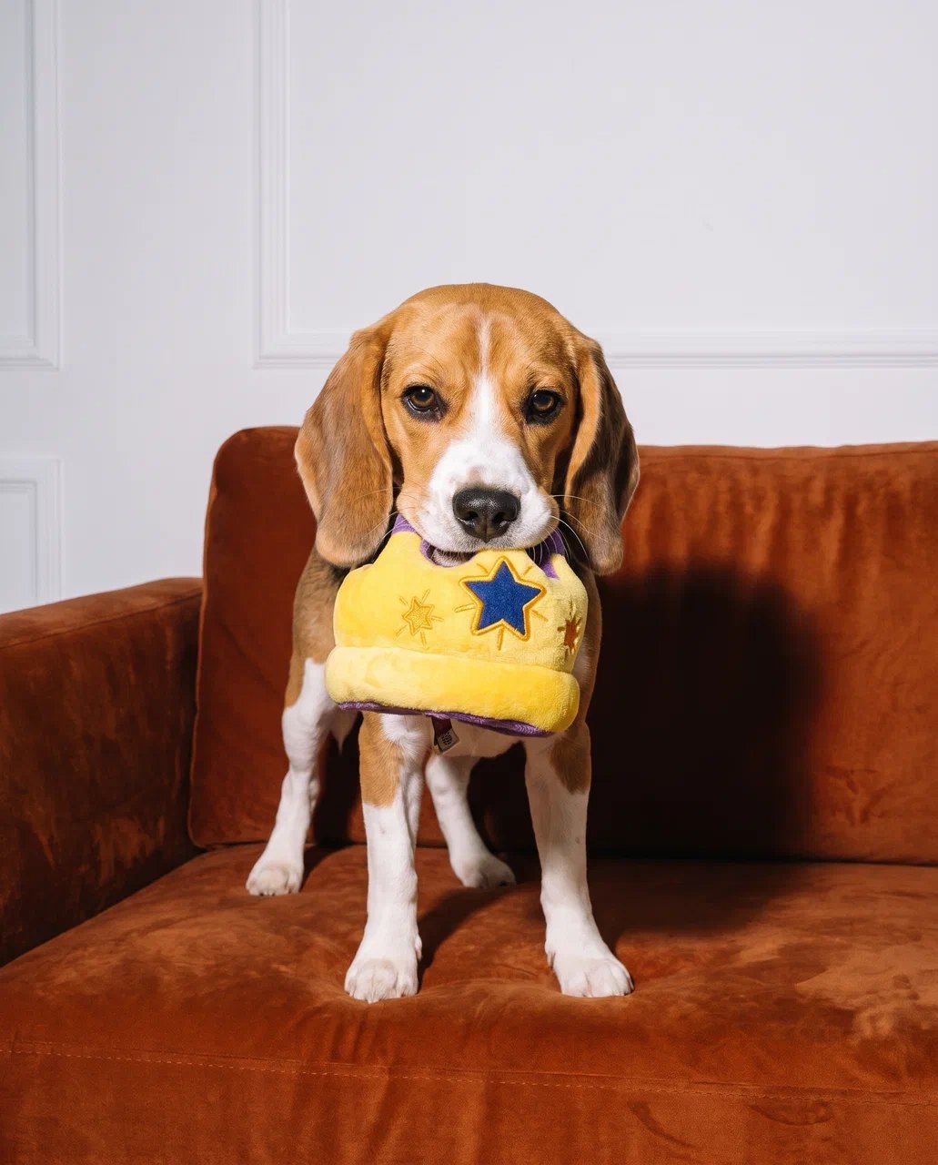 A beagle holding a yellow crown toy while standing on a rust-coloured velvet sofa