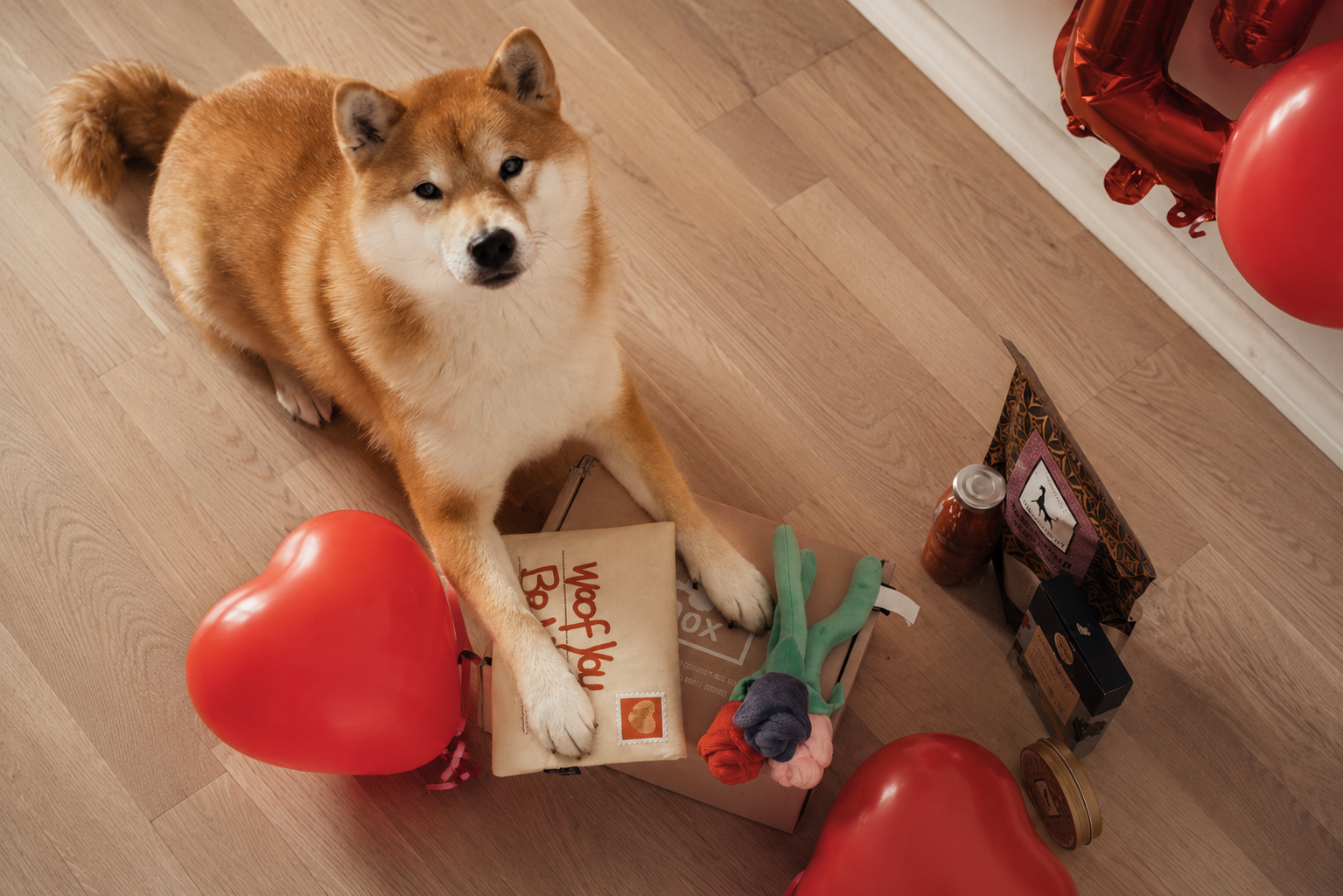 A Shiba Inu with a DOX box, woof-you pillow, plush toys and heart balloons — Valentine's edition