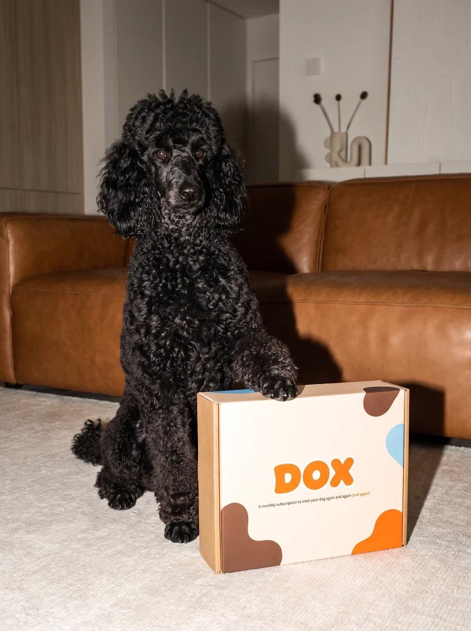 A black poodle sitting with a paw on a DOX box