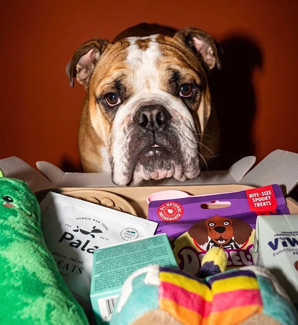 An English bulldog peeking over a DOX box full of treats and toys