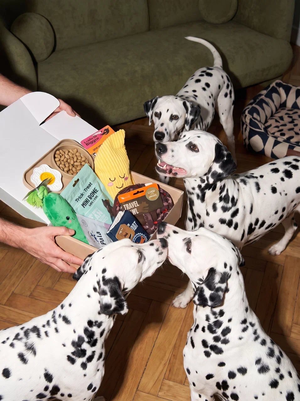 Four dalmatians gathering around an open DOX box
